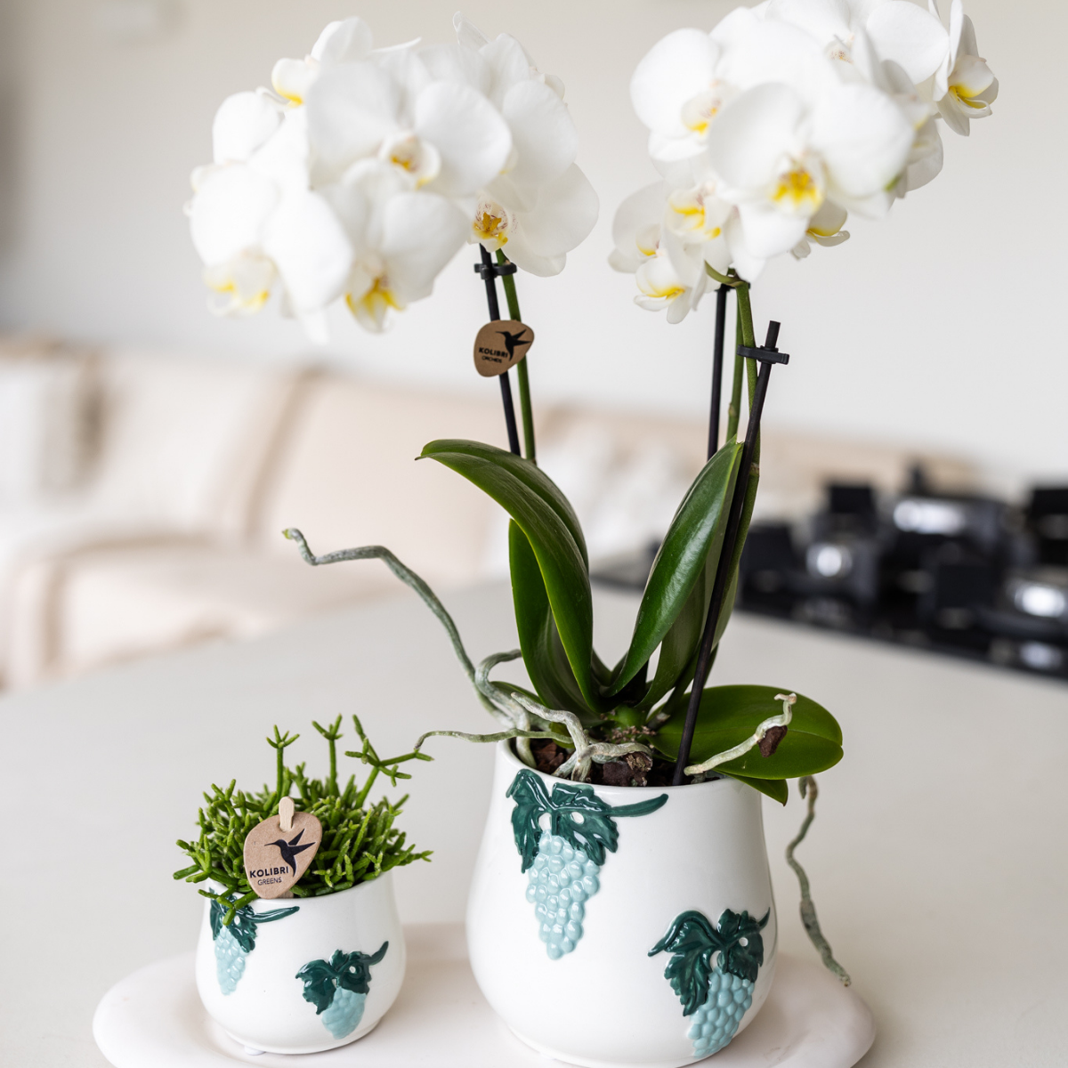 Orchidées Kolibri | Orchidée Phalaenopsis blanche en pot de 9 cm de diamètre | Amabilis | Plante d'intérieur fleurie - fraîchement cueillie