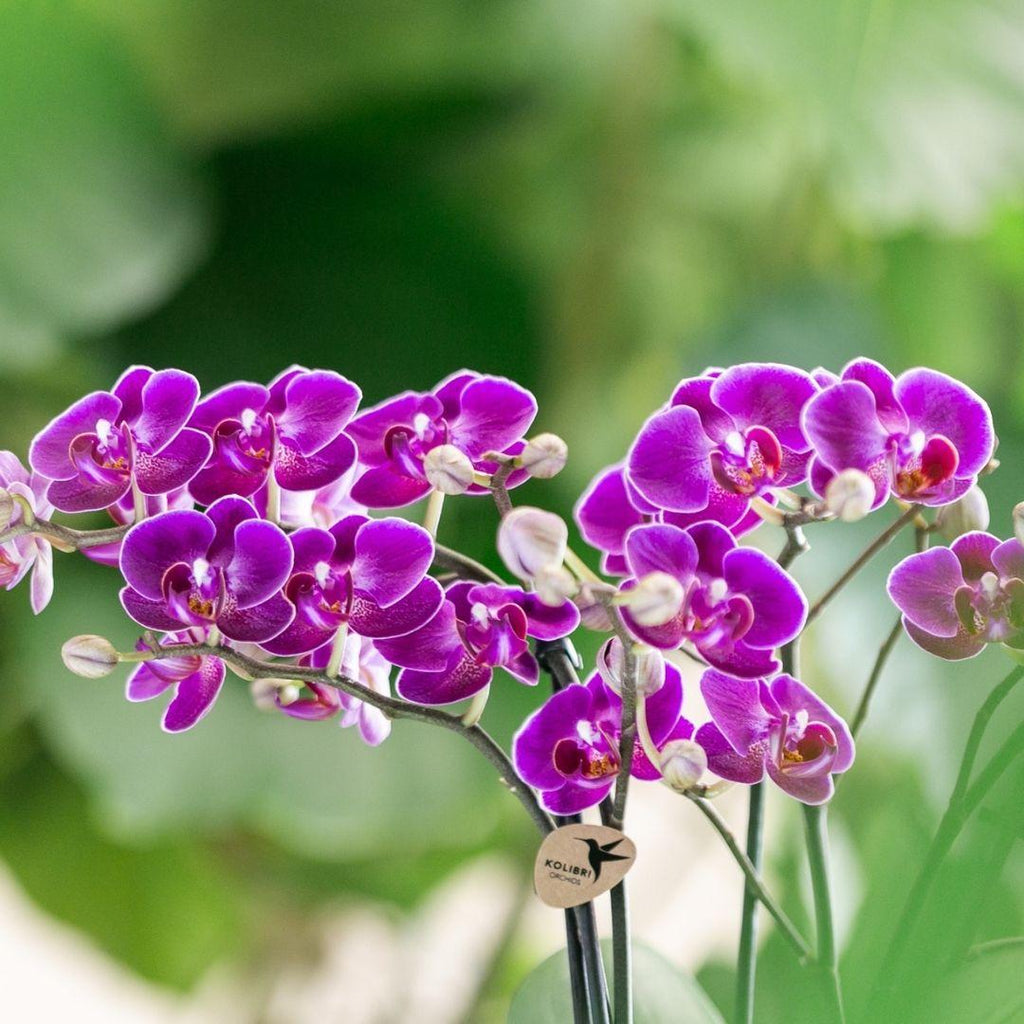 Orchidées Kolibri | Orchidée phalaenopsis violette, pot de 9 cm de diamètre | Morelia | Plante d'intérieur fleurie - fraîchement cueillie