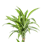 Dracaena Deremensis White Stripe met mand Ø21cm - ↕90 - 110cm