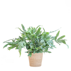 Phlebodium Aureum 'Blue Star' mit Korb Sofia natur - 40cm - Ø17