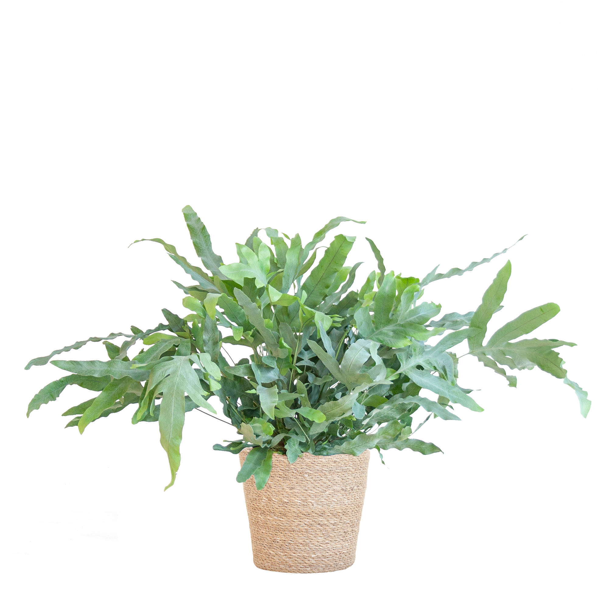 Phlebodium Aureum 'Blue Star' met Mand Sofia naturel - 40cm - Ø17