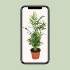 Chamaedorea Elegans - Mexicaanse Bergpalm - Ø17cm - ↕55cm