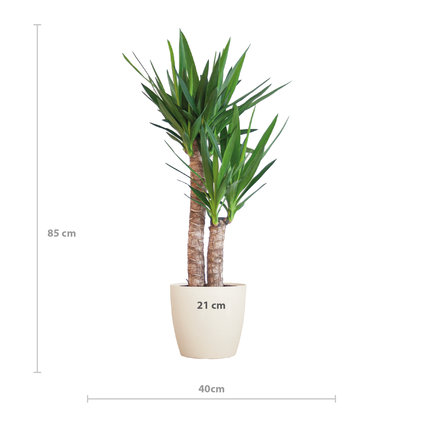 Yucca Elephantipes met Viber wit - 90cm - Ø21