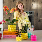 Kolibri Orchids | oranje geurende Phalaenopsis orchidee - Fragrance - potmaat Ø9cm | bloeiende kamerplant - vers van de kweker