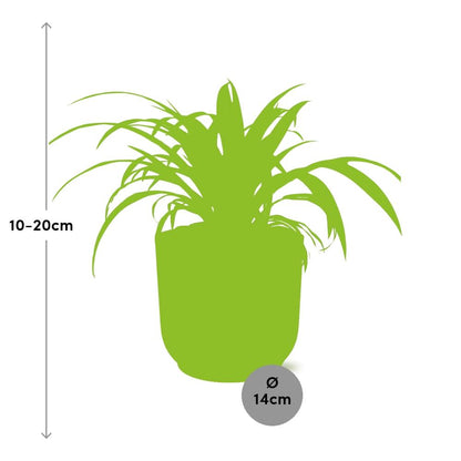 Chlorophytum Comosum Variegatum in ELHO Vibes Fold 14cm rosa