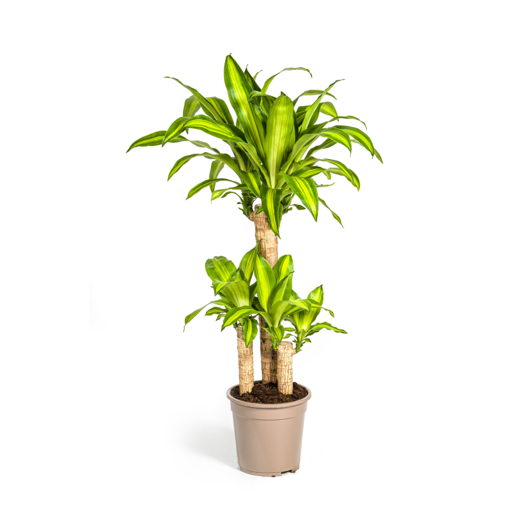 Dracaena Fragrans Massangeana met mand Ø21cm - ↕90 - 110cm