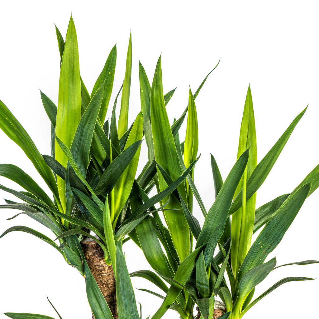 Yucca Elephantipes Vertakt met mand Ø21cm - ↕60 - 70cm