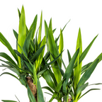 Yucca Elephantipes Vertakt met mand Ø21cm - ↕60 - 70cm