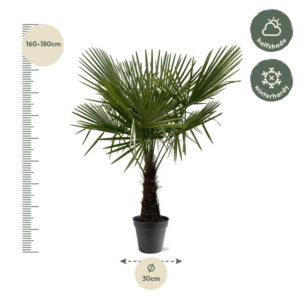 Trachycarpus Fortuneii – 160–180 cm – Ø30