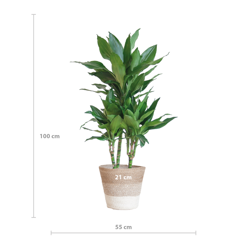 Dracaena  Janet Lindt met mand Lissabon wit - 95cm - Ø21