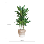 Dracaena  Janet Lindt met mand Lissabon wit - 95cm - Ø21