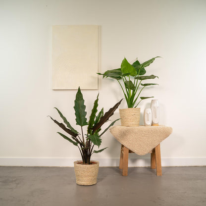 Alocasia Cucullata - Ø19cm - ↕60cm + Alocasia Lauterbachiana - Ø19cm - ↕75cm + Korb Selin