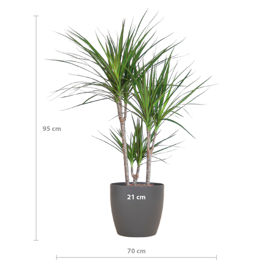 Dracaena Marginata met Viber pot grijs - 95cm - Ø21