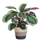 Calathea Medaillon met Lissabon mand zwart - 65cm - Ø19
