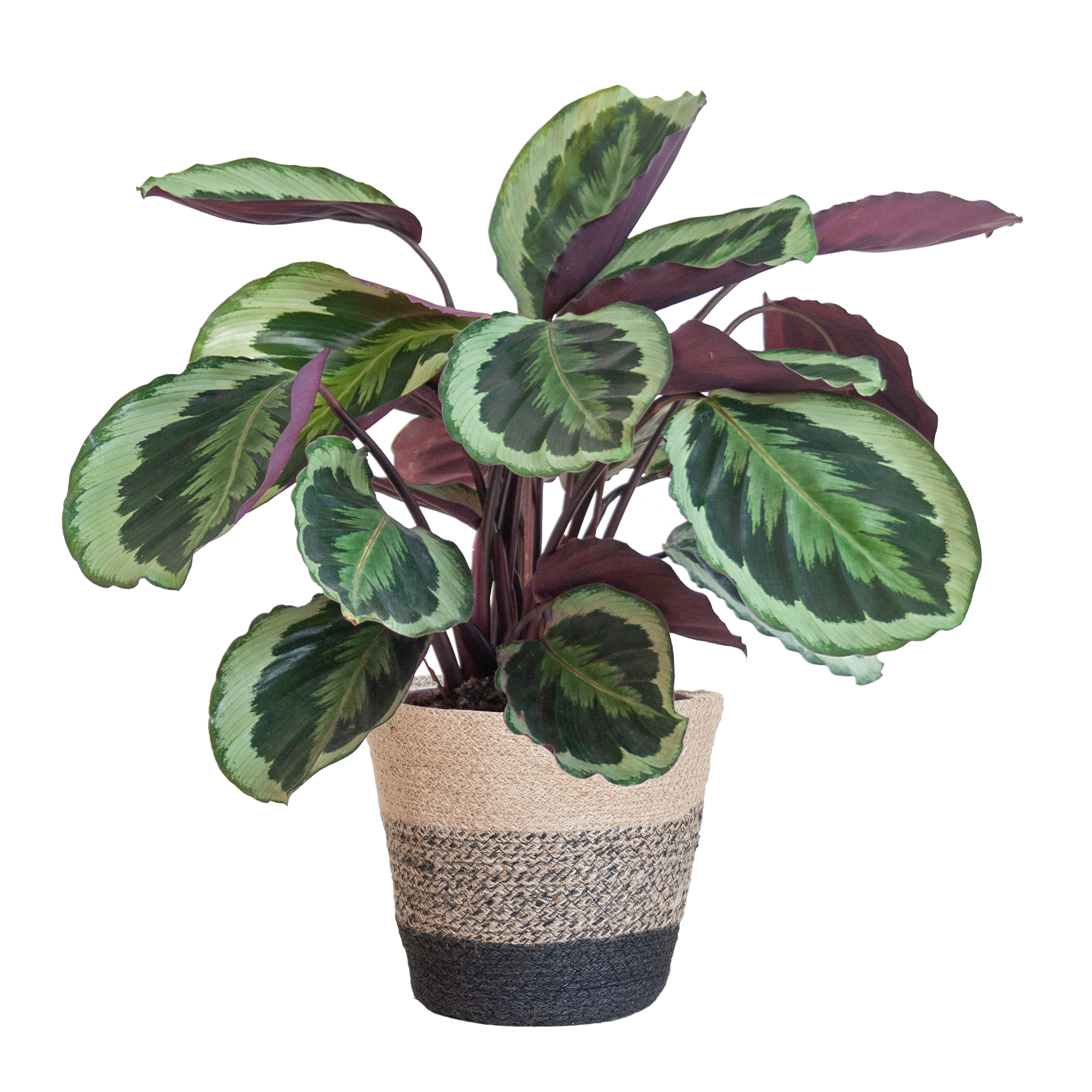 Calathea Medaillon met Lissabon mand zwart - 65cm - Ø19