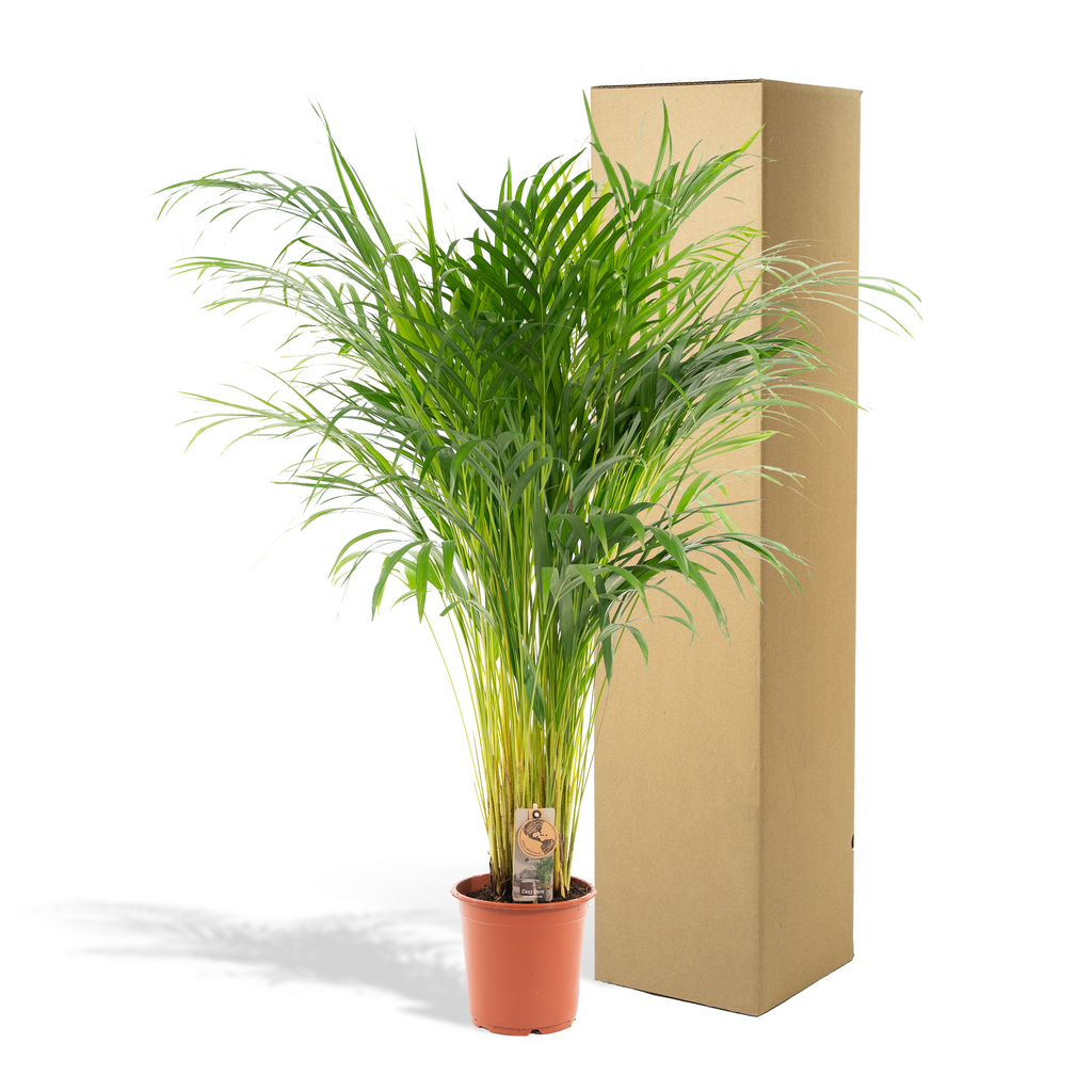 Areca palm - Ø21cm - ↕100cm