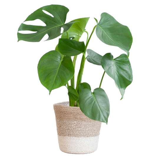 Monstera Deliciosa met Lissabon mand wit  - 50cm - Ø17