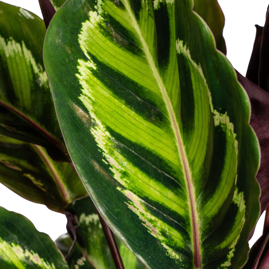 Calathea Roseopicta Ø17cm - ↕40 - 50cm