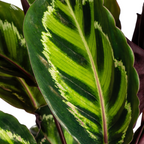 Calathea Roseopicta Ø17cm - ↕40 - 50cm
