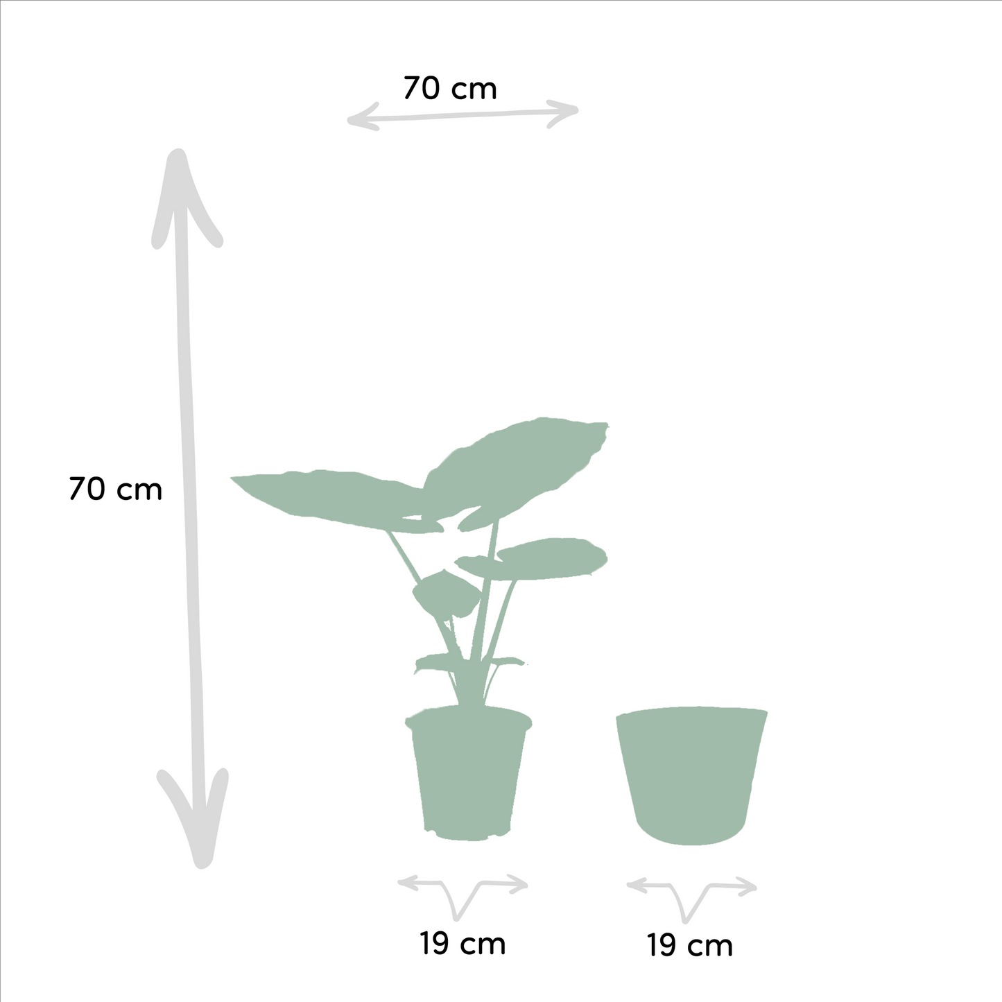 Strelitzia Nicolai - Ø19cm - ↕85cm + Alocasia Macrorrhiza - Ø19cm - ↕70cm + Korb Selin