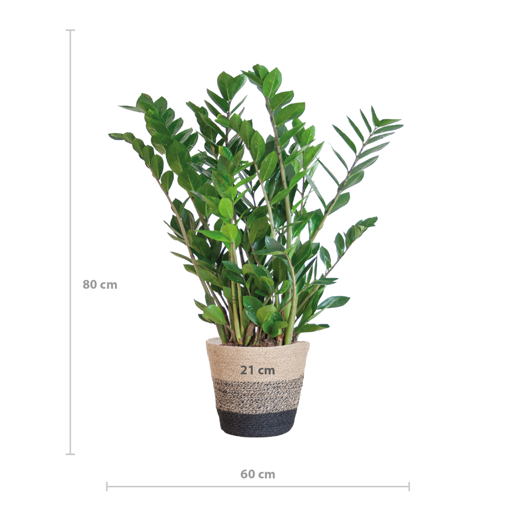 Zamioculcas Zamiifolia met Mand Lissabon zwart - 80cm - Ø21