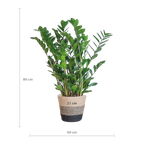 Zamioculcas Zamiifolia met Mand Lissabon zwart - 80cm - Ø21