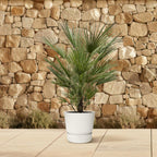 Chamaerops Humilis - 150cm- ø30