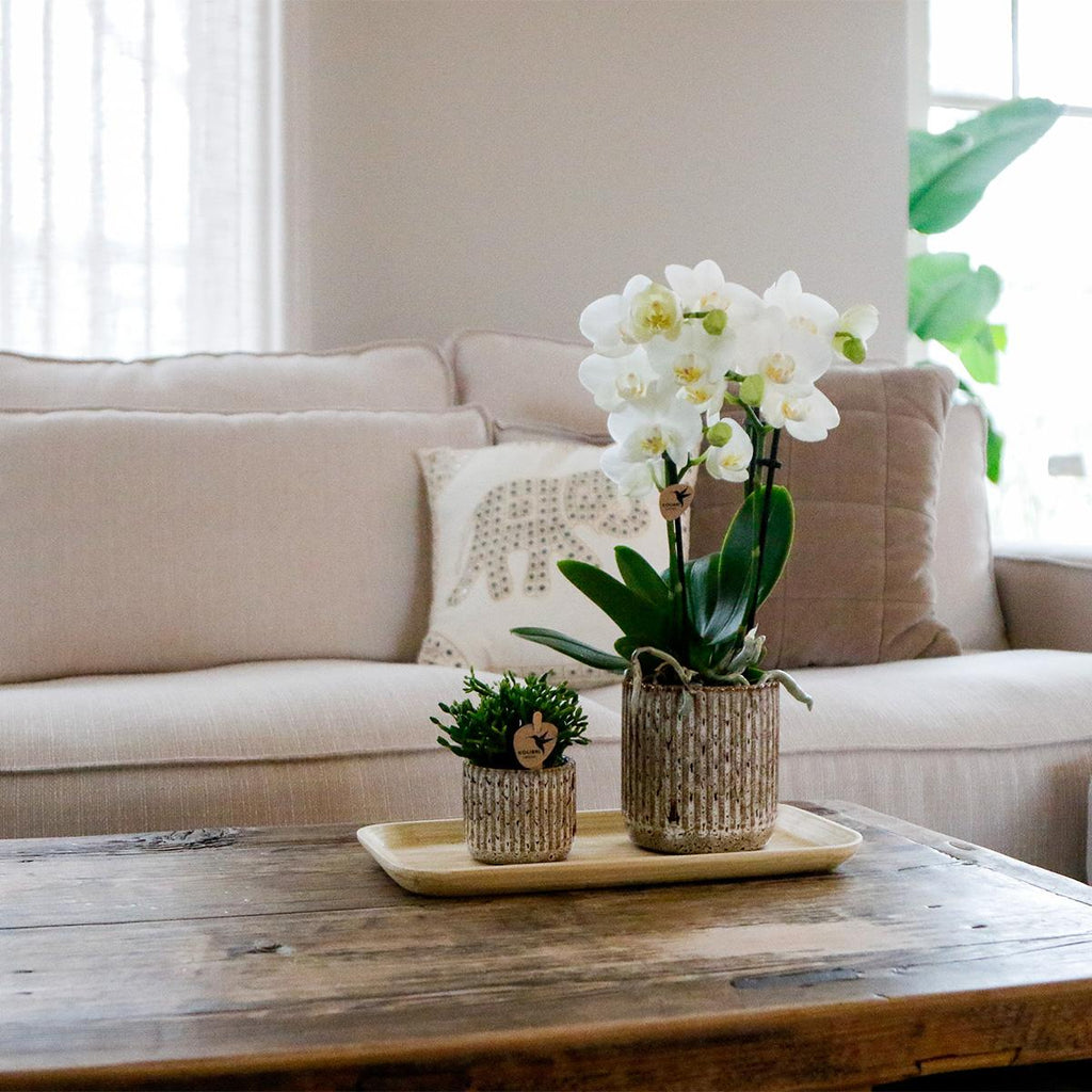 Orchidées Kolibri | Petit ensemble de plantes Untamed Nature | Plantes vertes avec orchidées Phalaenopsis dans des pots Jaguar et un plateau en bambou