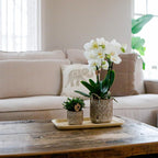 Orchidées Kolibri | Petit ensemble de plantes Untamed Nature | Plantes vertes avec orchidées Phalaenopsis dans des pots Jaguar et un plateau en bambou