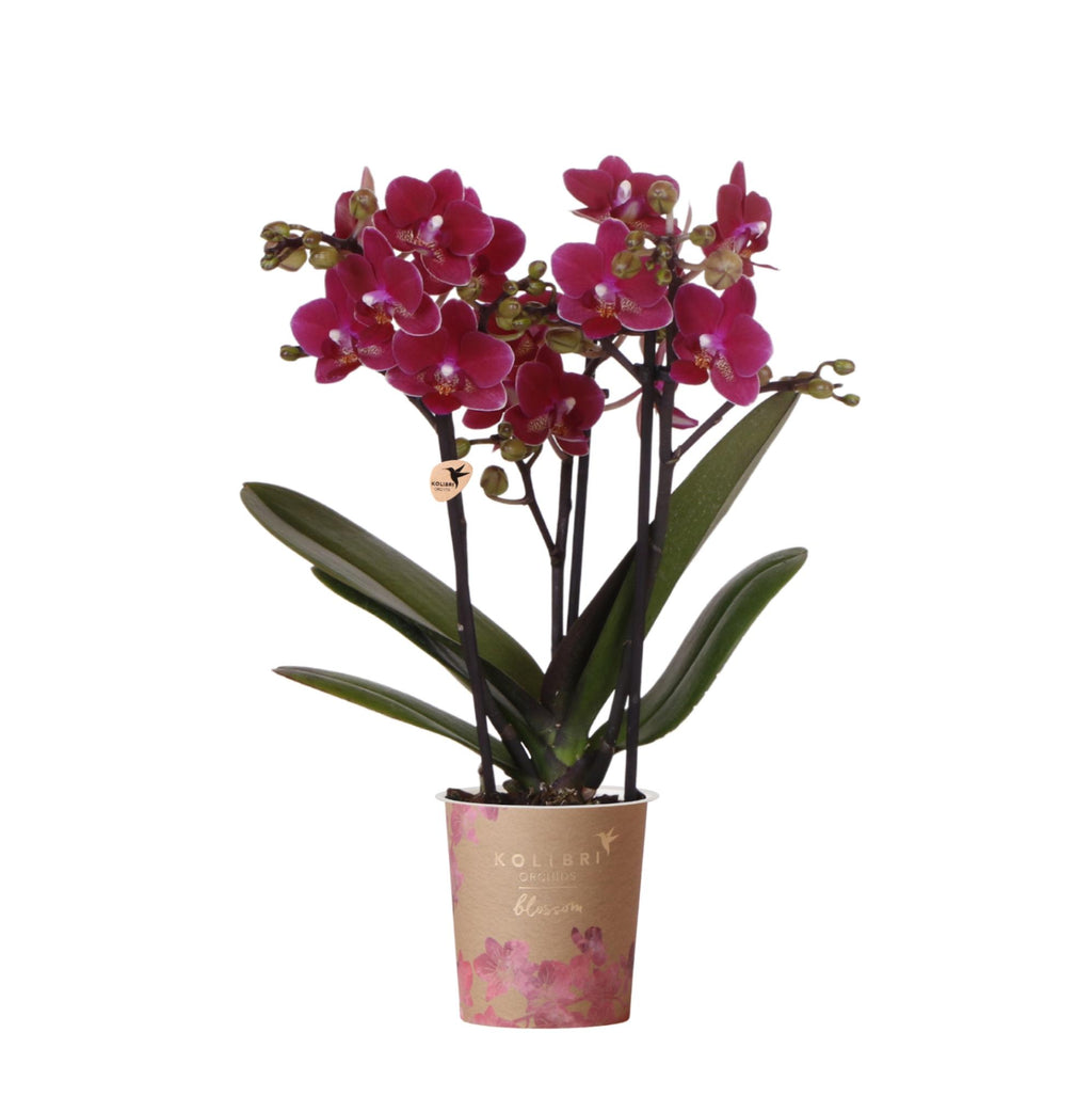 Orchidée colibri | Orchidée phalaenopsis violette, pot de 9 cm de diamètre | Chamonix | Plante d'intérieur fleurie - fraîchement cueillie
