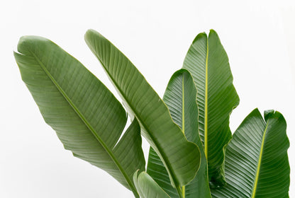 Strelitzia Augusta Mehrstamm XXL - 225 cm - ø40