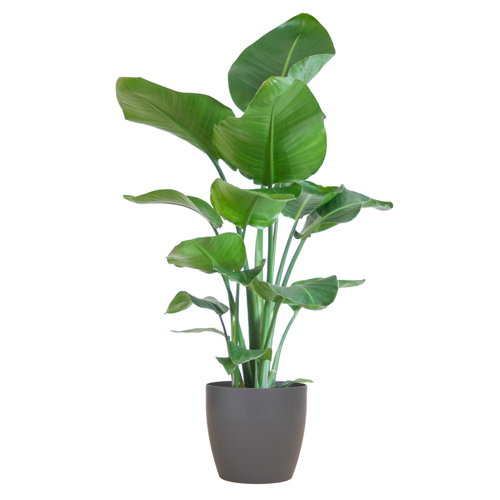 Strelitzia Nicolai met Viber pot grijs - 80cm - Ø21