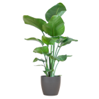 Strelitzia Nicolai met Viber pot grijs - 80cm - Ø21