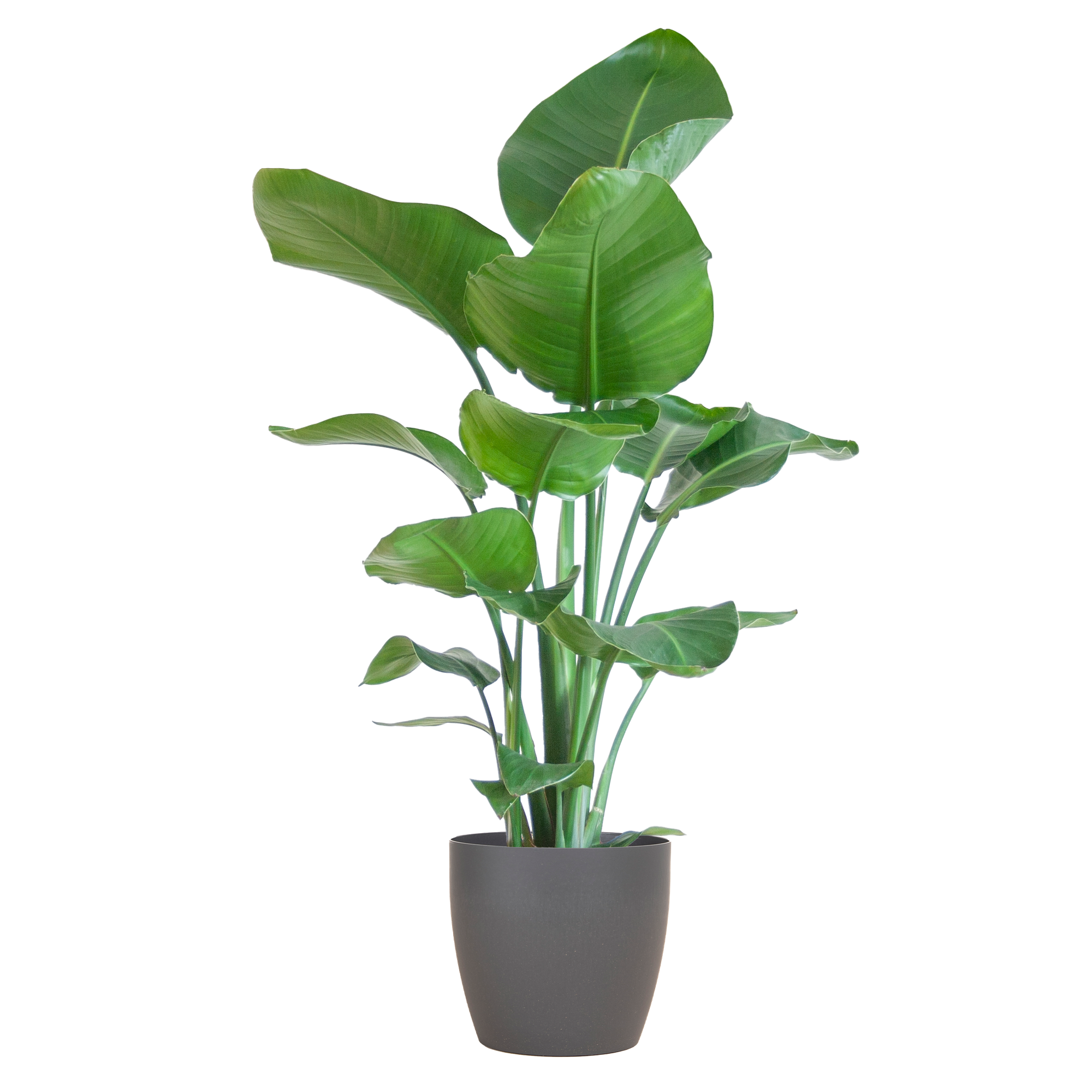 Strelitzia Nicolai met Viber pot grijs - 80cm - Ø21