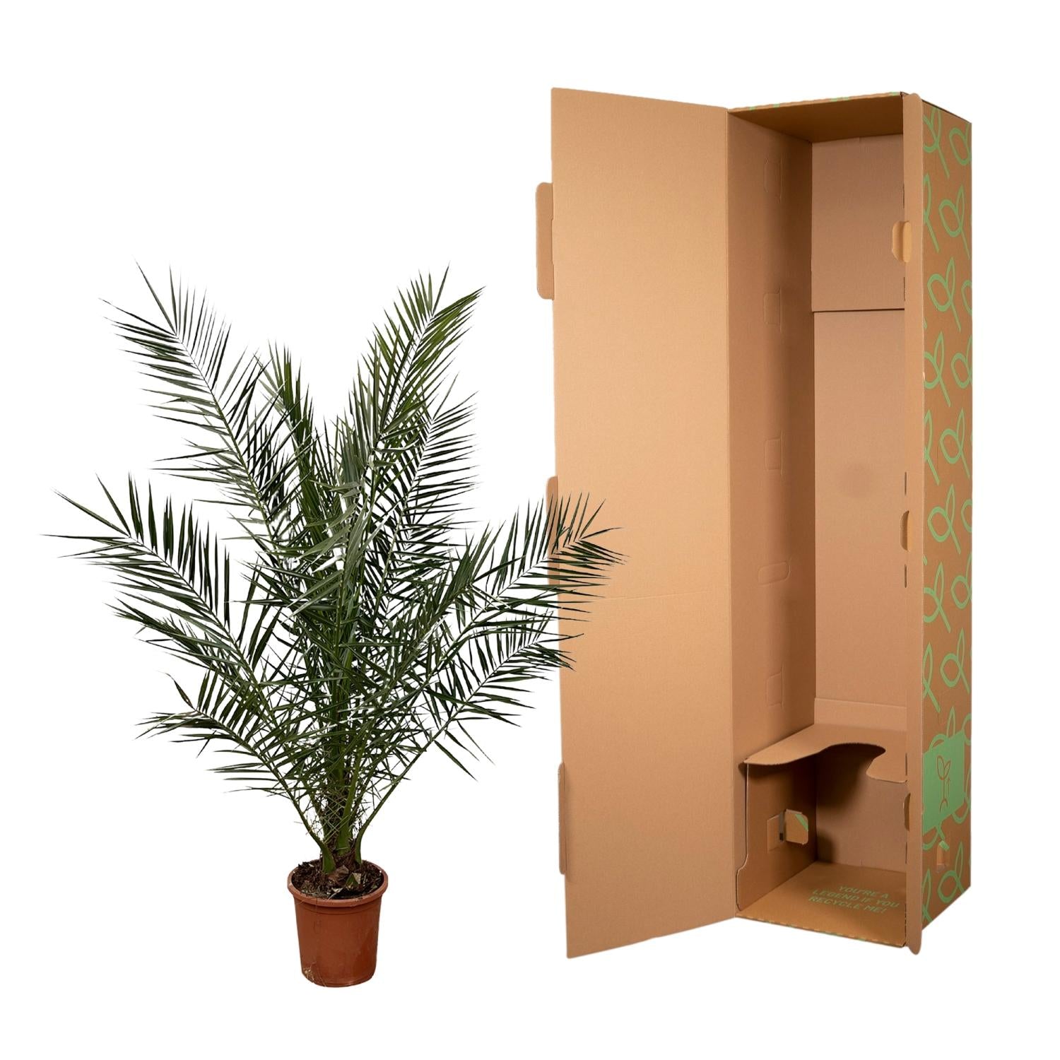 Phoenix Canariensis - 180 cm - Ø27cm