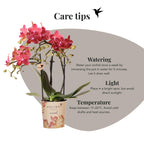 Kolibri Orchids | rode Phalaenopsis orchidee potmaat Ø9cm |  Congo | bloeiende kamerplant - vers van de kweker