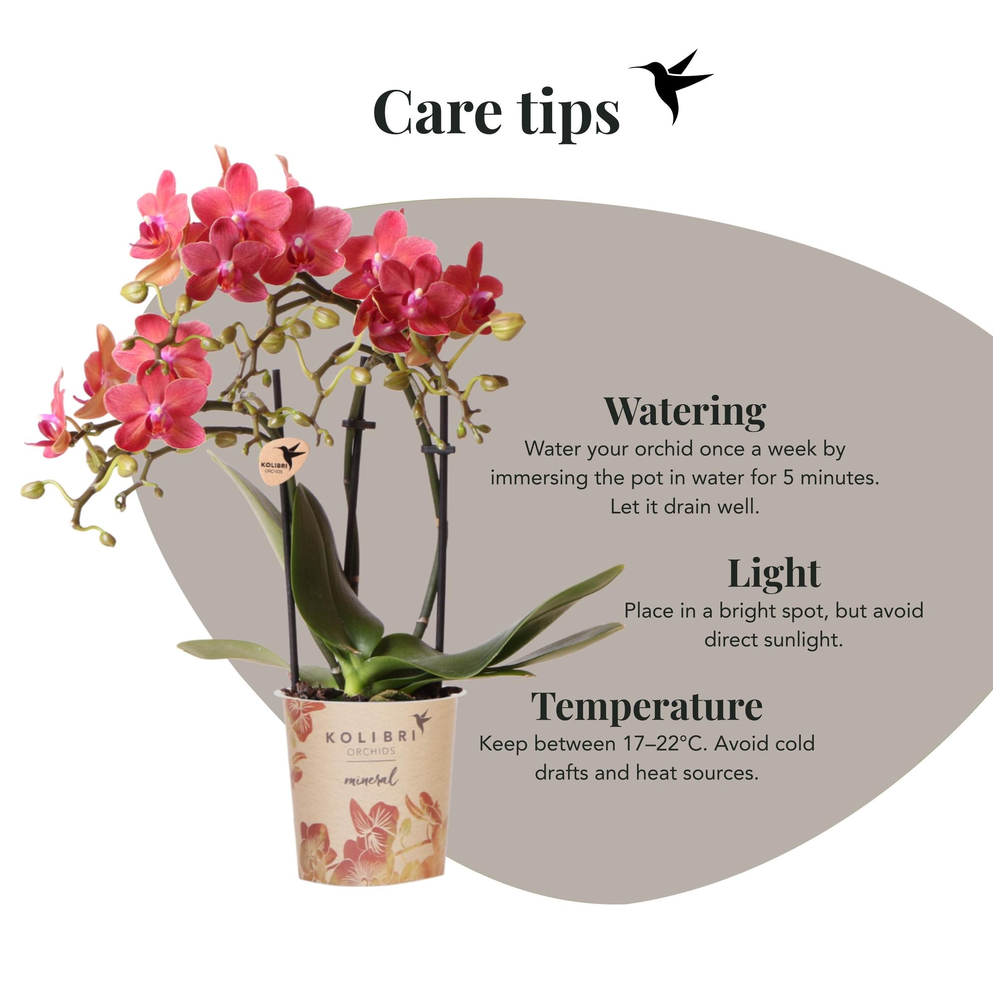 Kolibri Orchids | rode Phalaenopsis orchidee potmaat Ø9cm |  Congo | bloeiende kamerplant - vers van de kweker