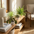 Green boutiQ - Kamerplant - Chlorophytum - Maranta - Calissia - Nephrolepsis - Mix van 4 - Huisdiervriendelijke Planten - Groen - 4 Planten - met Potter Wit - Pot 12cm - Hoogte 25cm