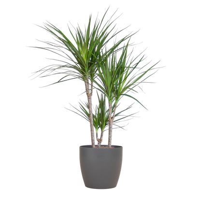 Dracaena Marginata mit Viber-Topf grau - 95cm - Ø21