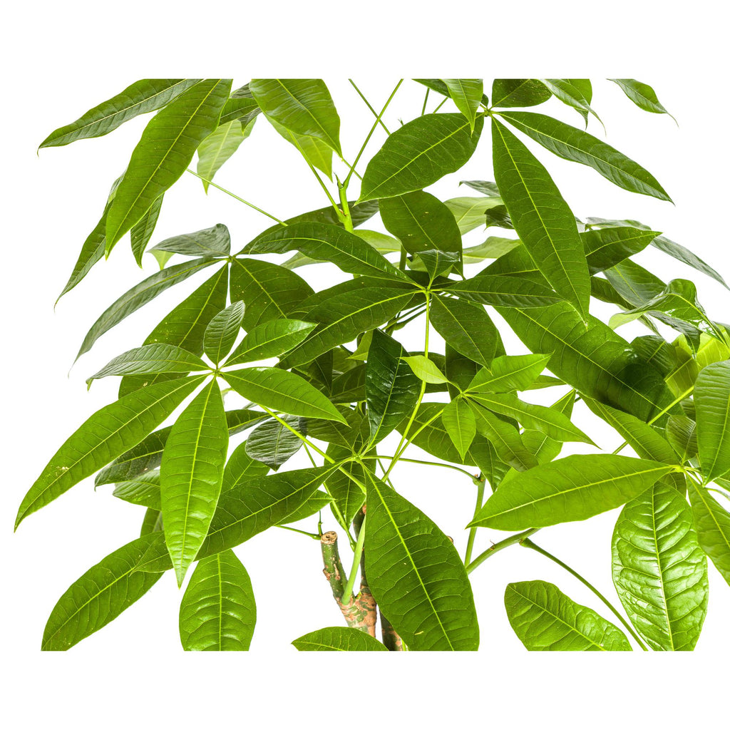 Pachira Aquatica met mand Ø21cm - ↕90 - 110cm