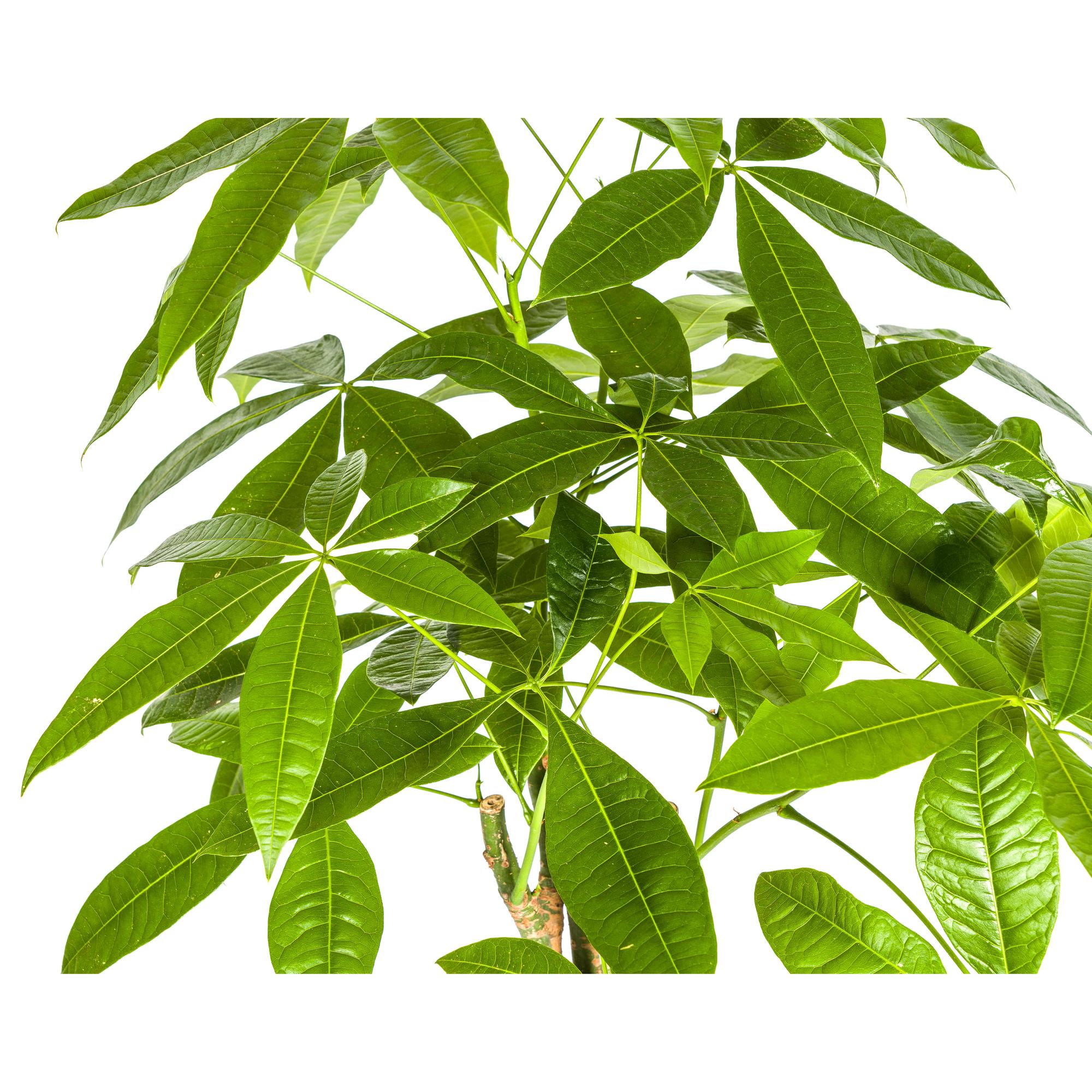 Pachira Aquatica met mand Ø21cm - ↕90 - 110cm