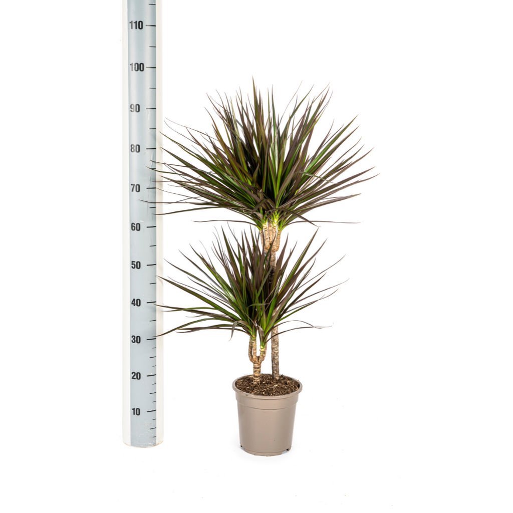 Dracaena Marginata Magenta Ø19cm - ↕70 - 90cm