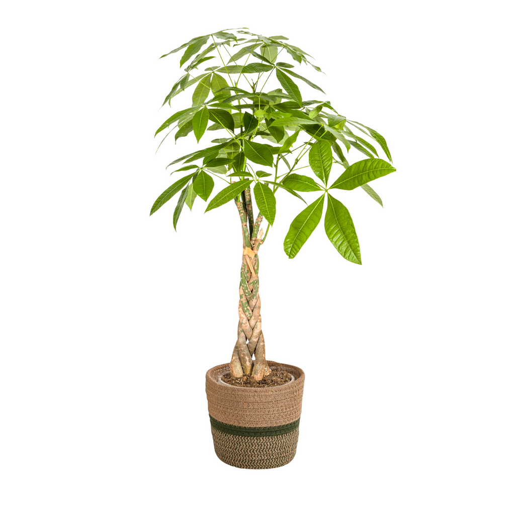 Pachira Aquatica met mand Ø21cm - ↕90 - 110cm
