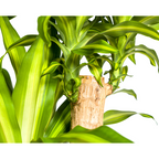 Dracaena Fragrans Massangeana Ø30cm - ↕170 - 190cm