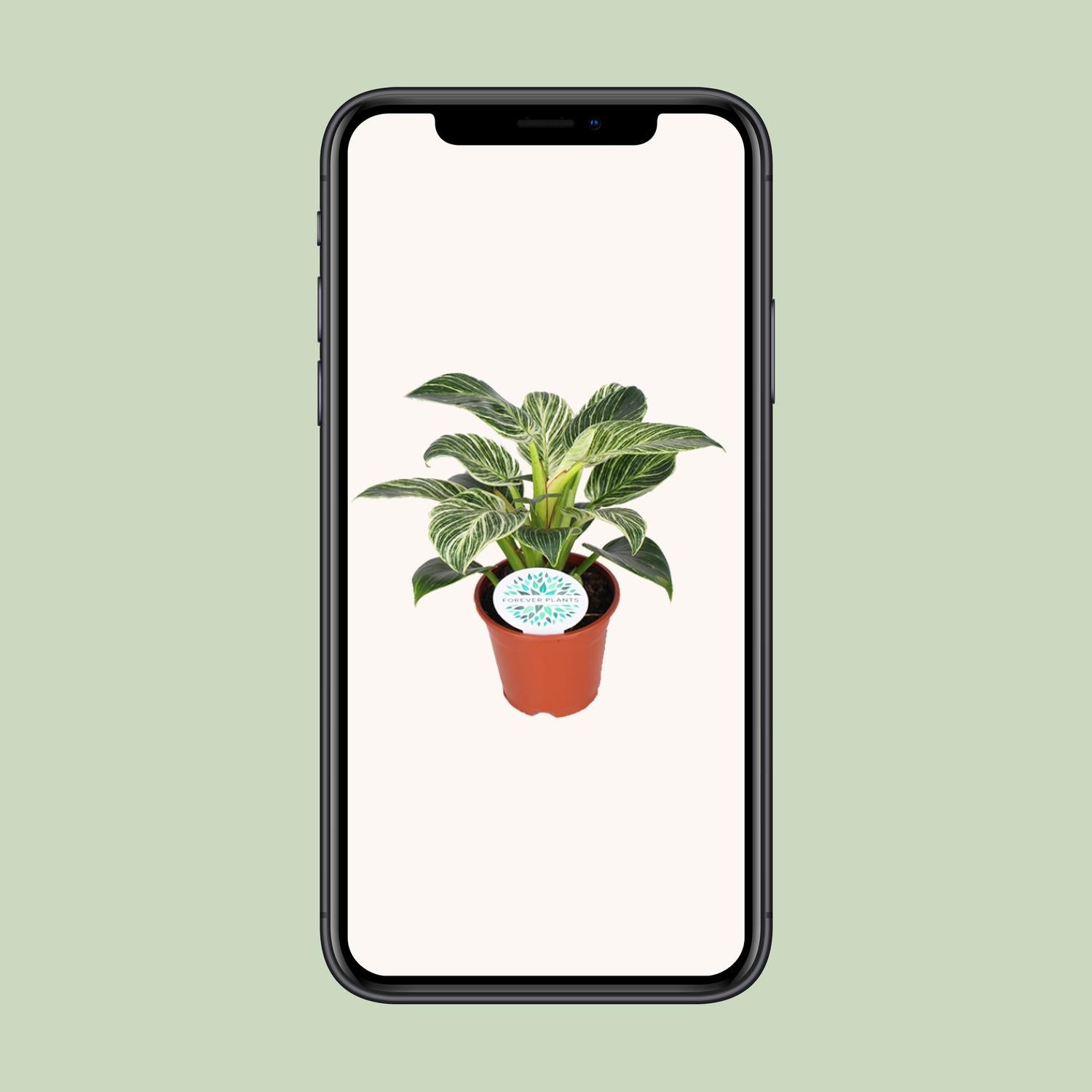 Philodendron Birkin - Ø14cm - ↕25cm