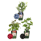 "Vruchten feestje" BIO Fruitplanten mix set van 3 verschillende soorten