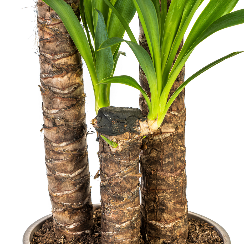 Yucca Elephantipes met mand Ø24cm - ↕120 - 140cm