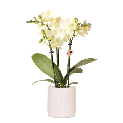 Kolibri-Orchideen | Gelbe Orchidee Mexiko + Floraler Dekotopf hellblau – Topfgröße Ø9cm | blühende Zimmerpflanze – frisch vom Züchter