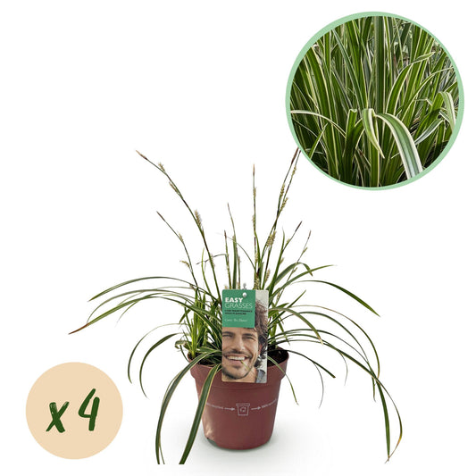 Green boutiQ – Ziergräser – Carex morrowii Ice Dance – Weiß &amp; Grün – 4 Pflanzen – Immergrün – Geringer Pflegeaufwand – Topf 17 cm, Höhe 50 cm