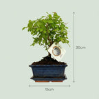 Bonsai Bol vorm Boom - 2 Stuks - Hoogte: 25-30 cm (mix keramiek)